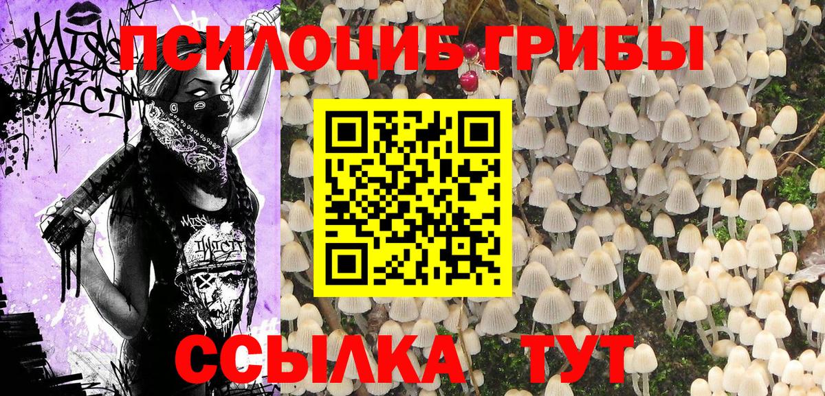 Галлюциногенные грибы Psilocybe  Вход с VPN  Вятские Поляны 